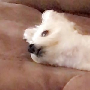 Meet your Posher, Breanna